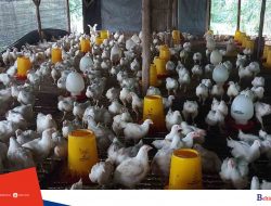 Ternak Ayam Carolina di Kampit Terus Berkembang Setelah Digandeng PT Timah Tbk