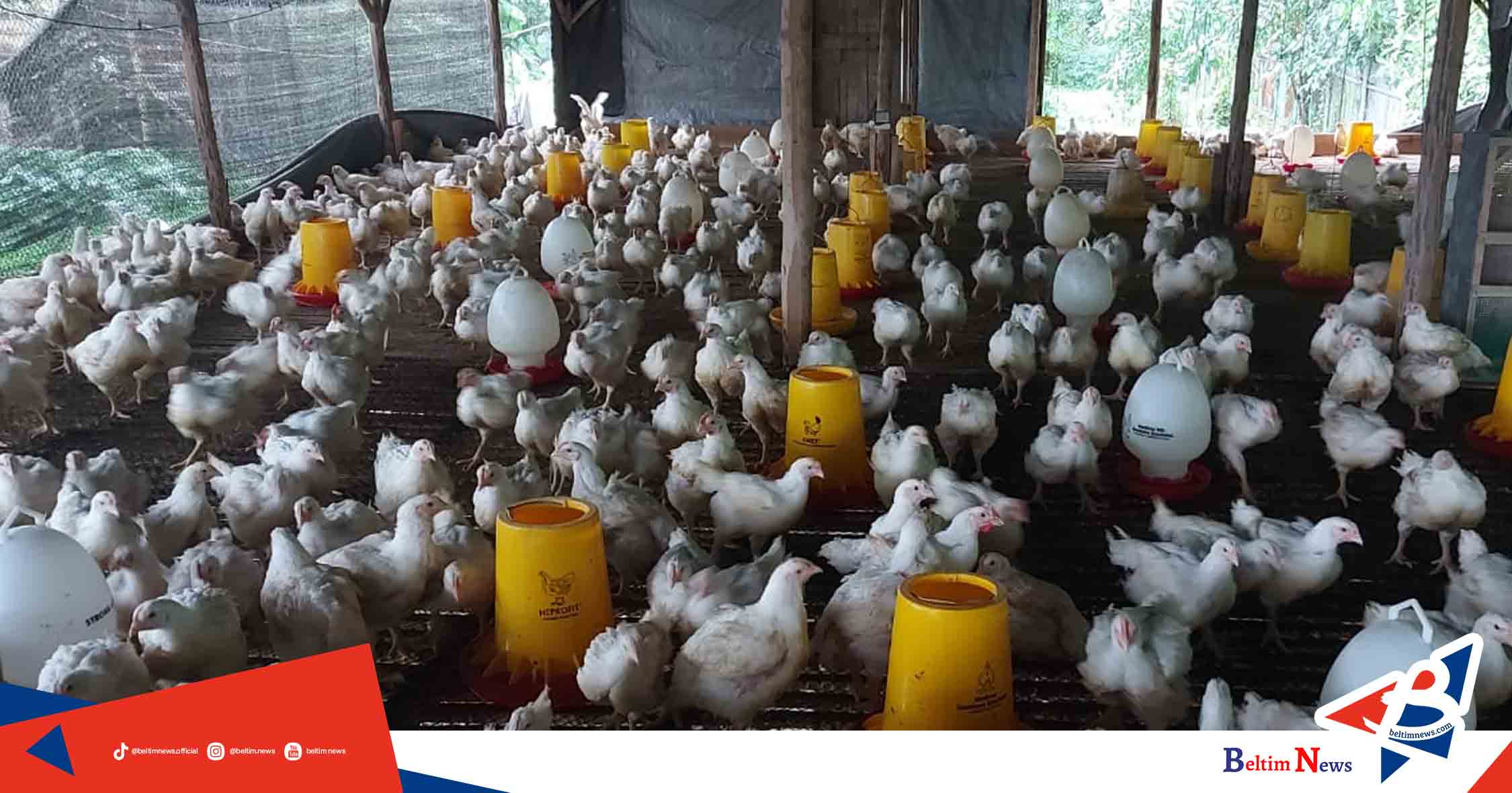 Ternak Ayam Carolina di Kampit Terus Berkembang Setelah Digandeng PT Timah Tbk